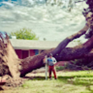 Meet your Posher, Arizona tree